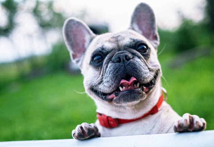 10 most popular dog breeds in the U.S. — and what you need to know about them