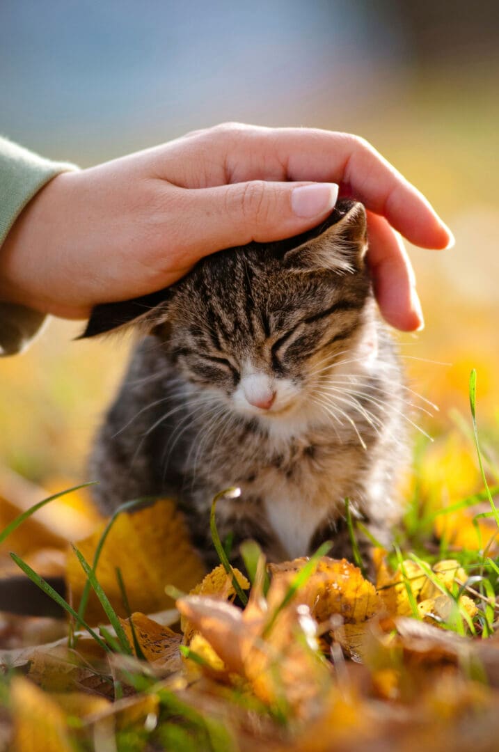 Cat Lover With a Cat Allergy? 10 Tips For Survival