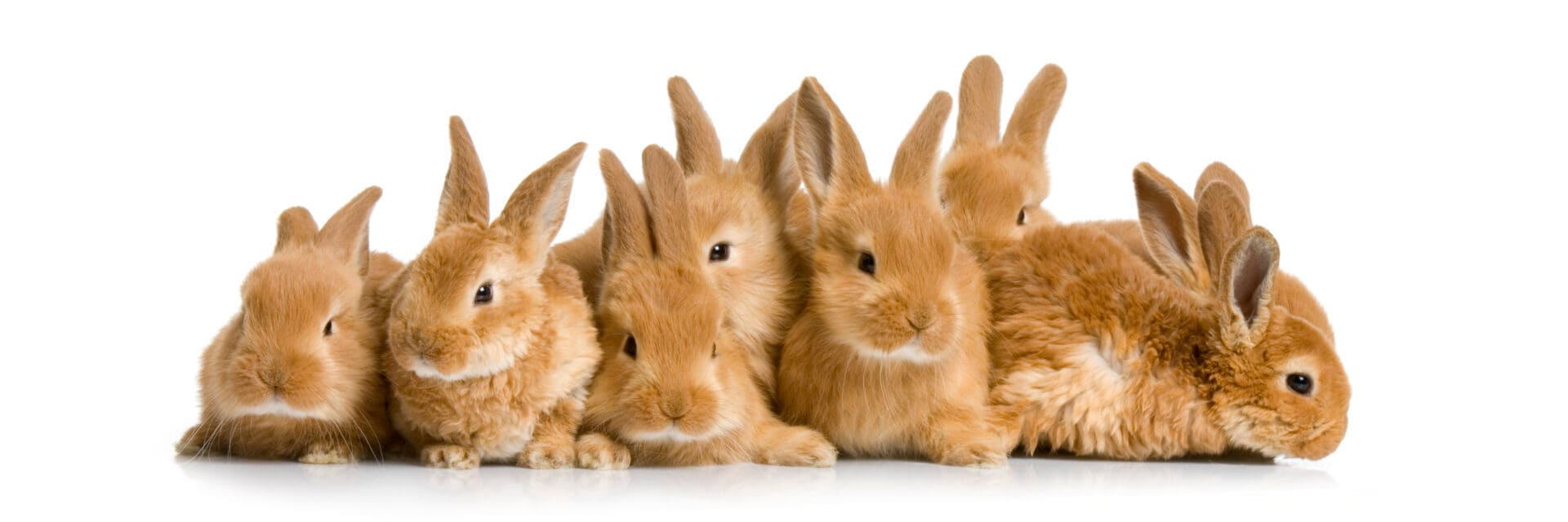 Rabbit Care: A Guide To Adopting a Bunny