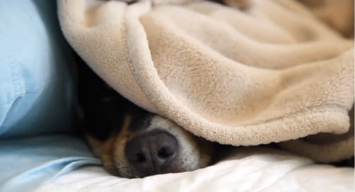 Video: A Dog’s Life