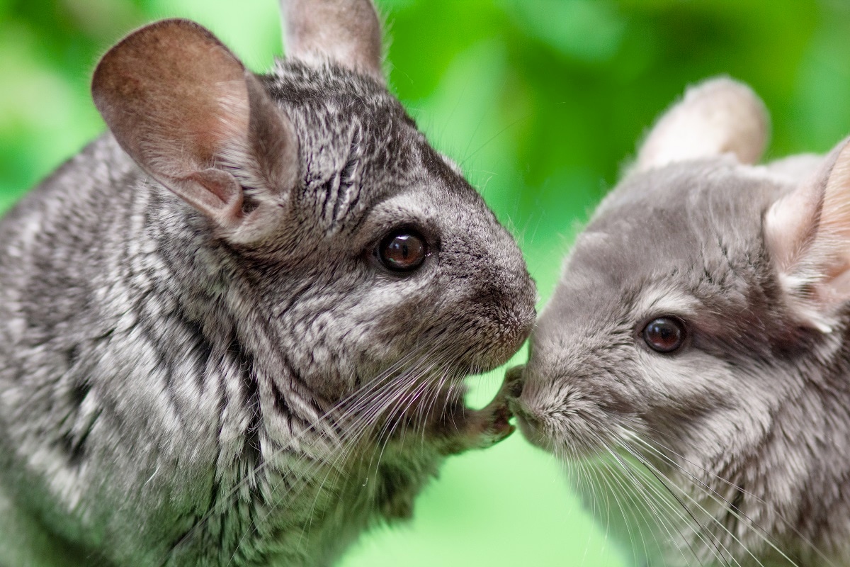 Caring for a Pet Chinchilla
