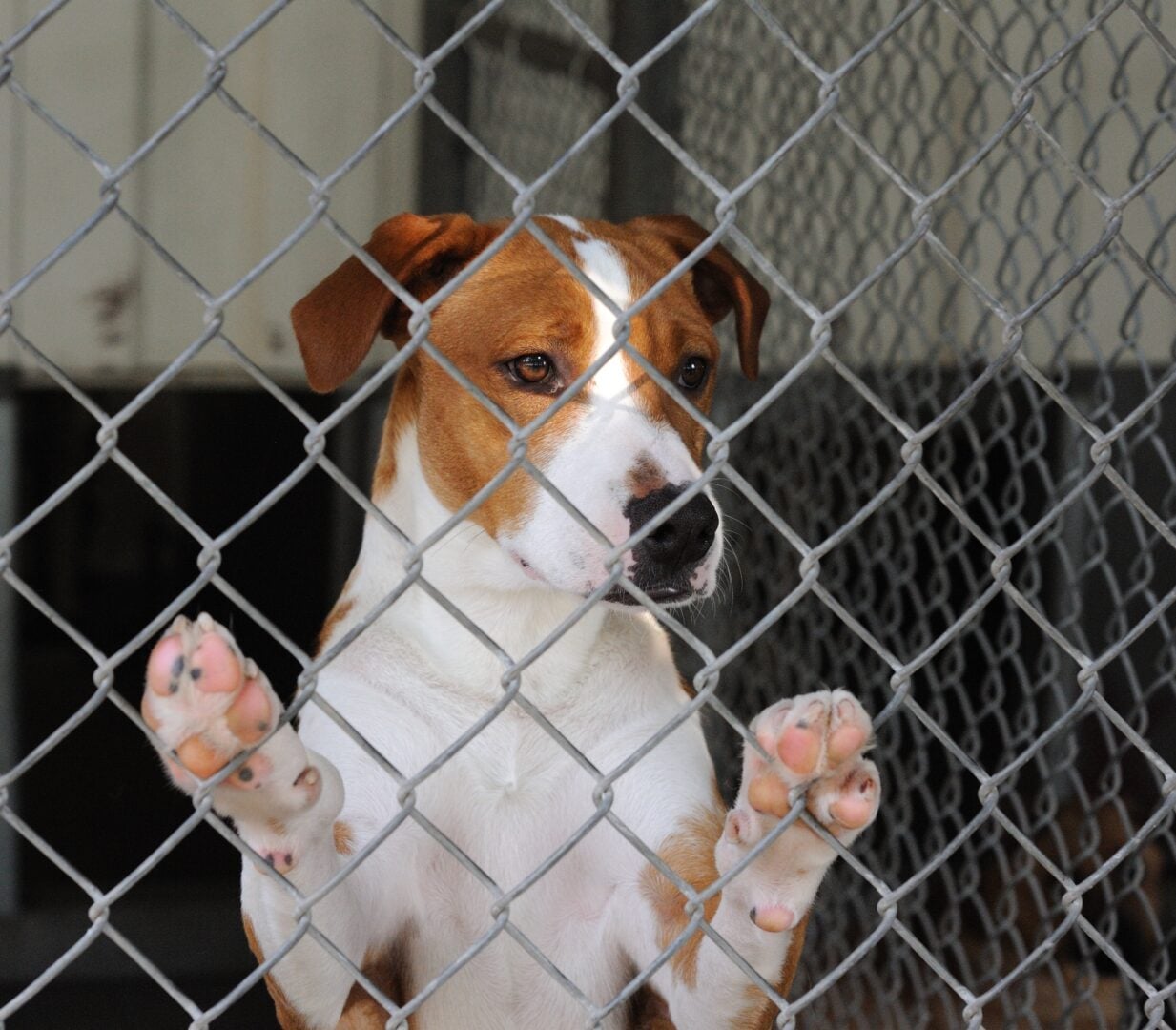 Crate Training Your Dog: A Good or Bad Idea?