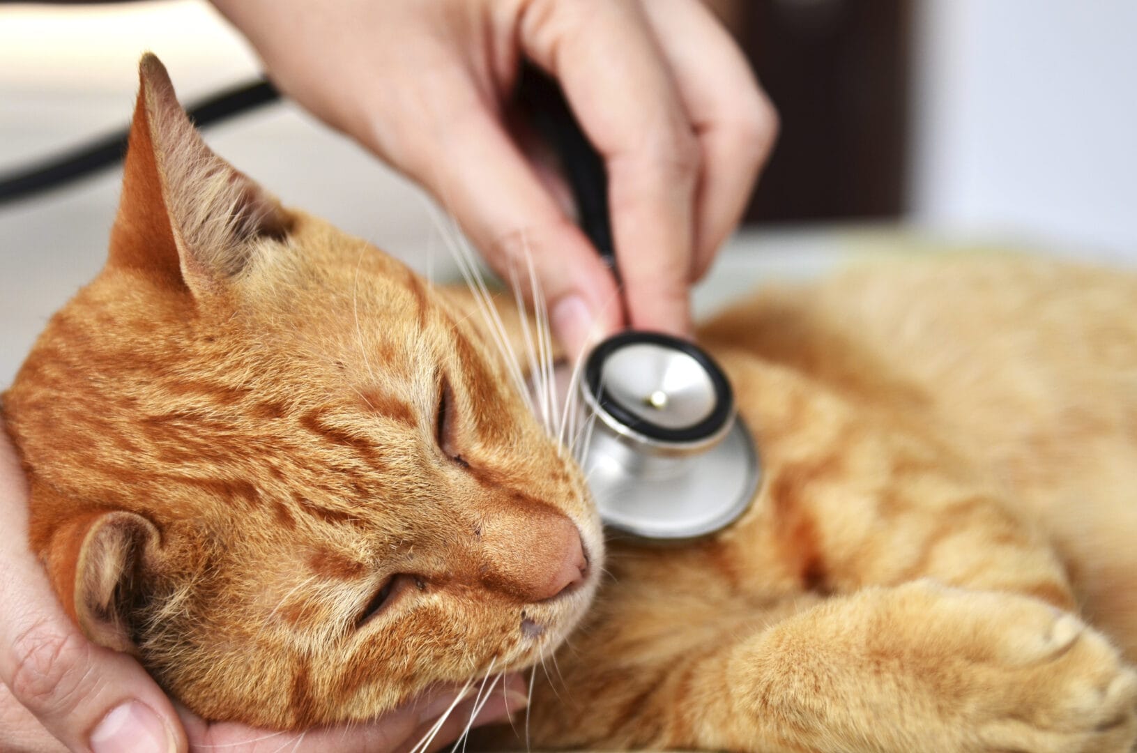 Cat First Aid: Be Prepared to Handle an Emergency