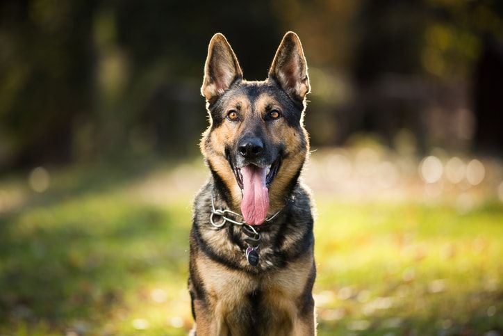 The 7 best family guard dogs for your home and children