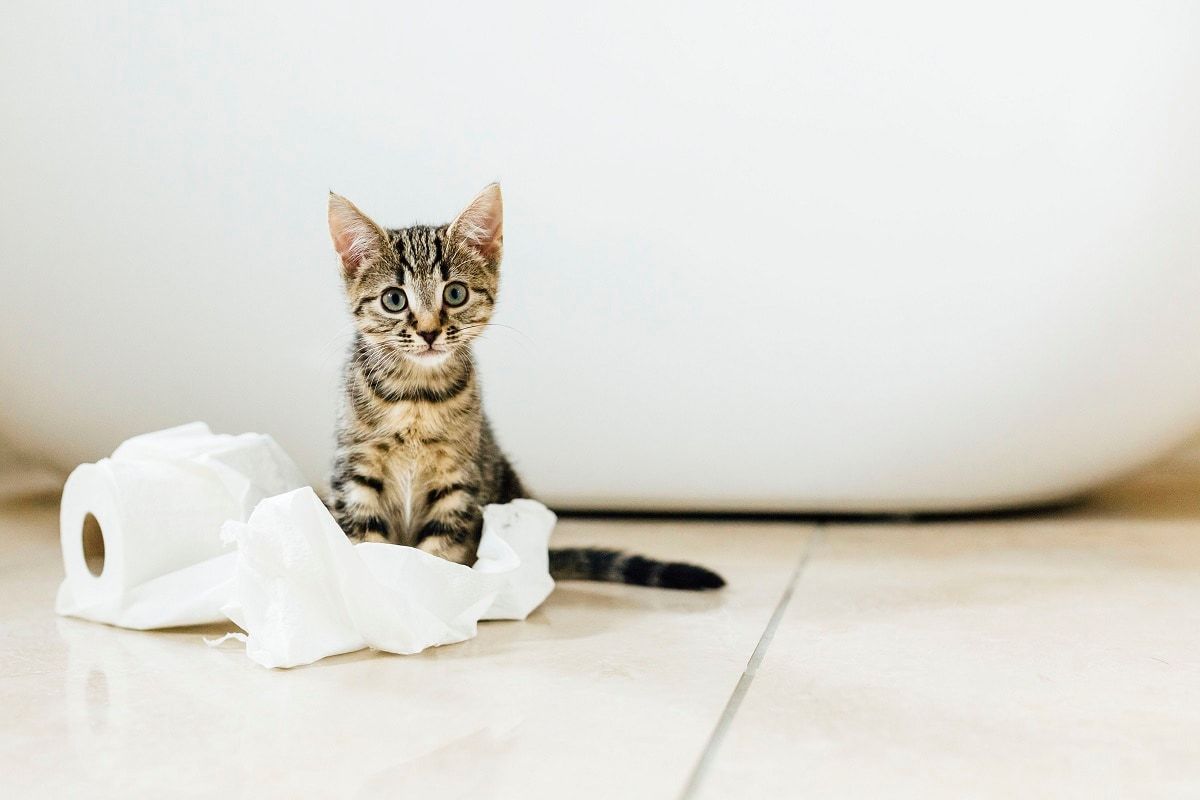 House training a store cat