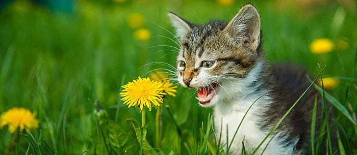 Cat Language 101: Know Your Cat Noises