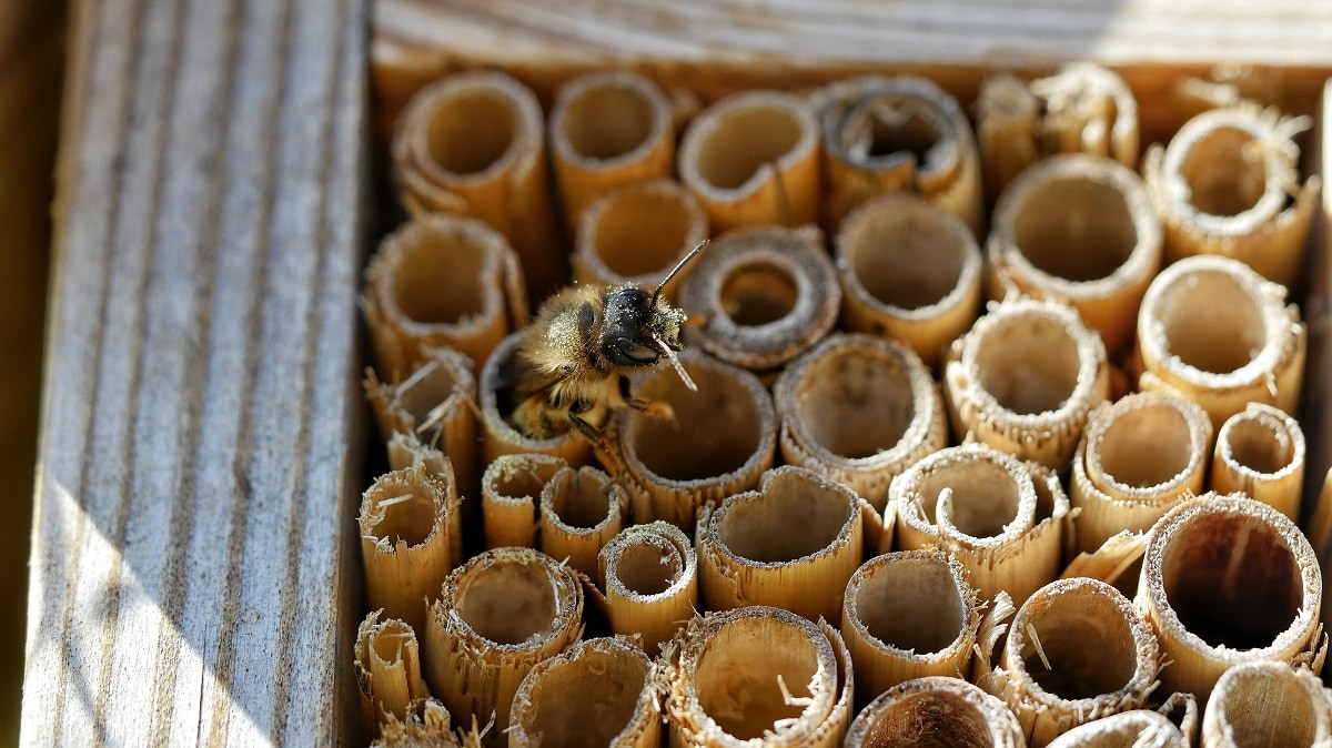 Insect Hotel