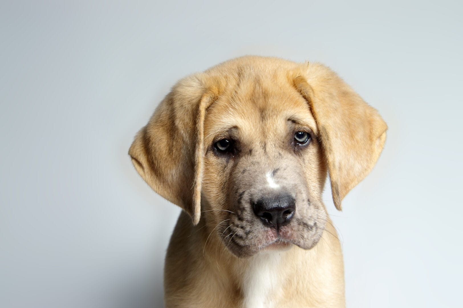 To Adopt a Dog: Common Issues You May Face