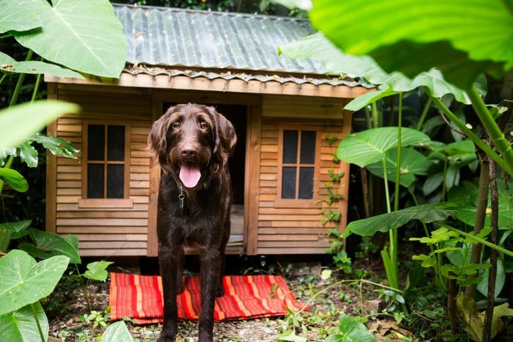 35 Amazingly Dog Space Ideas That Friendly At Home 