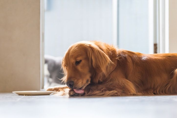 Is your dog licking paws too much What you need to know Care