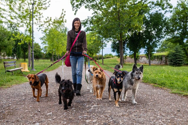 How much does a dog walker cost?