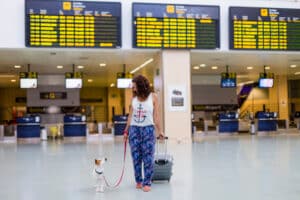 How to become a flight nanny: What to know about caring for pets on-the-go