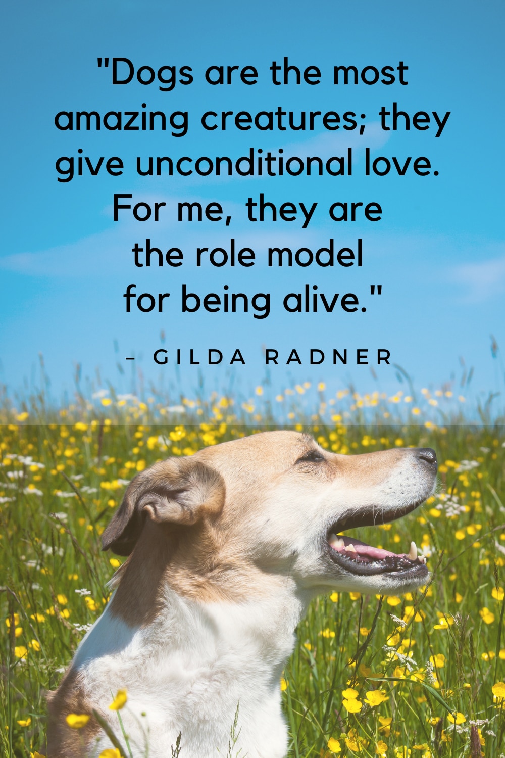 Dog quotes