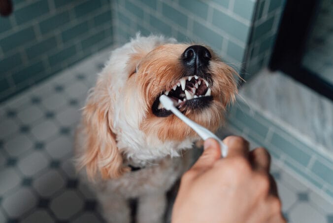 6 homemade dog toothpaste recipes to freshen up your pup’s breath