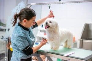 How long does it take to groom a dog? All the details - Care.com Resources