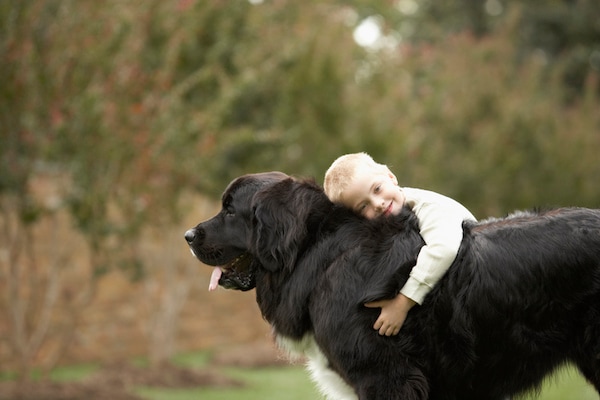 newfoundland dog