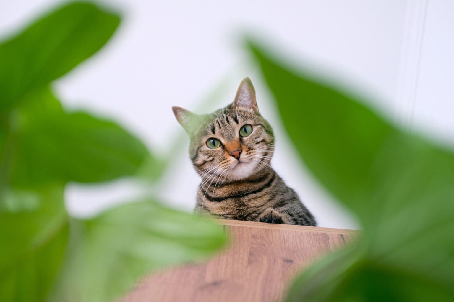 ten-pet-safe-plants-for-your-home-care-resources