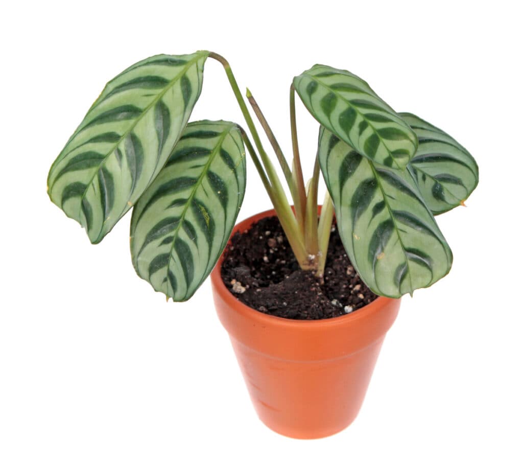 pet safe plants Ctenanthe compact star