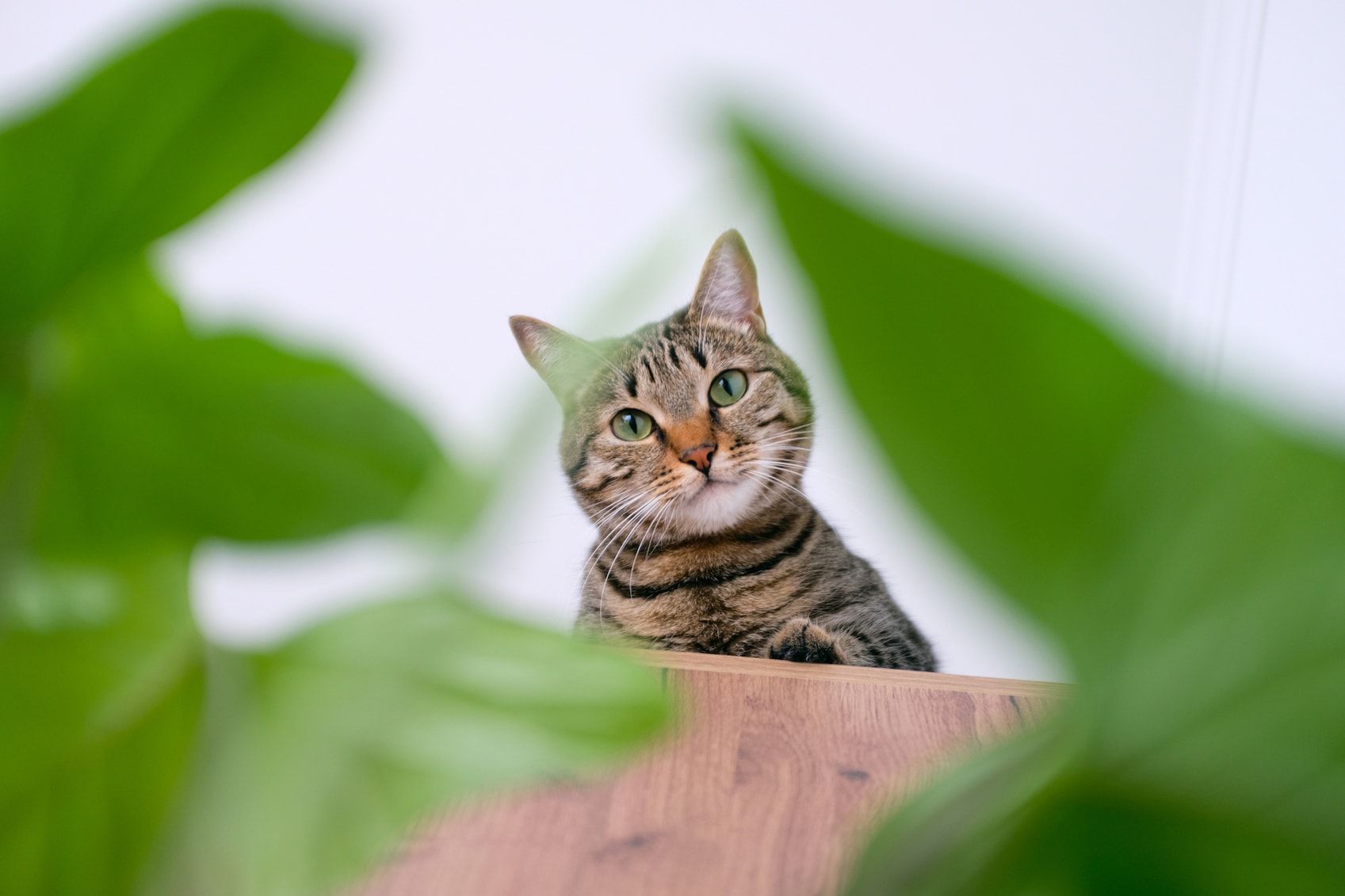 Ten pet-safe plants for your home - Care.com Resources