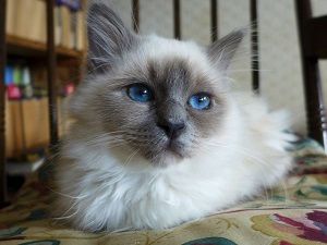 10 Fluffy Cat Breeds - PureWow