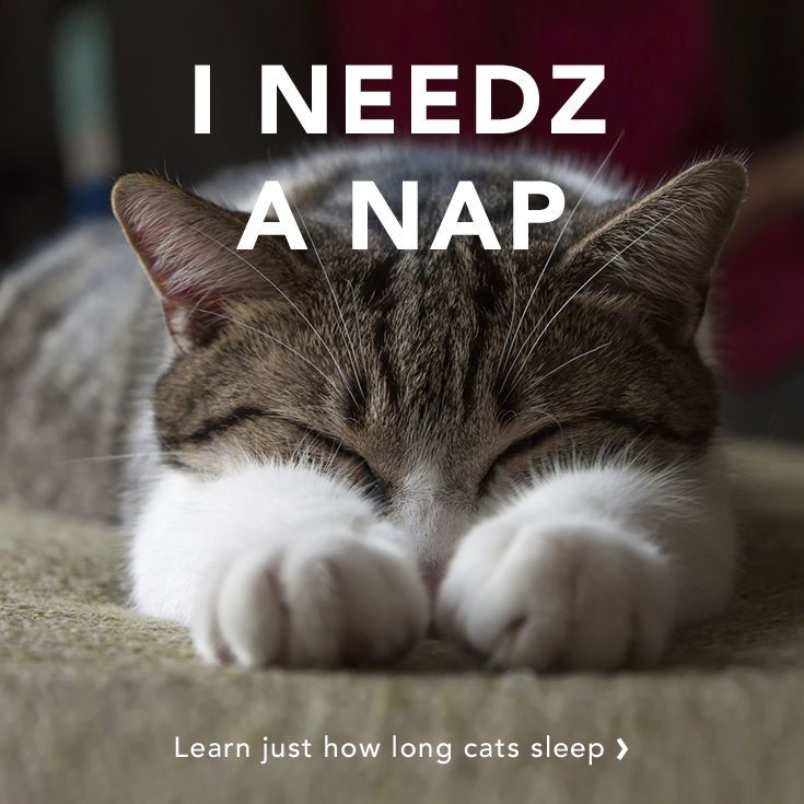 How Long Do Cats Sleep? - Care.com Resources