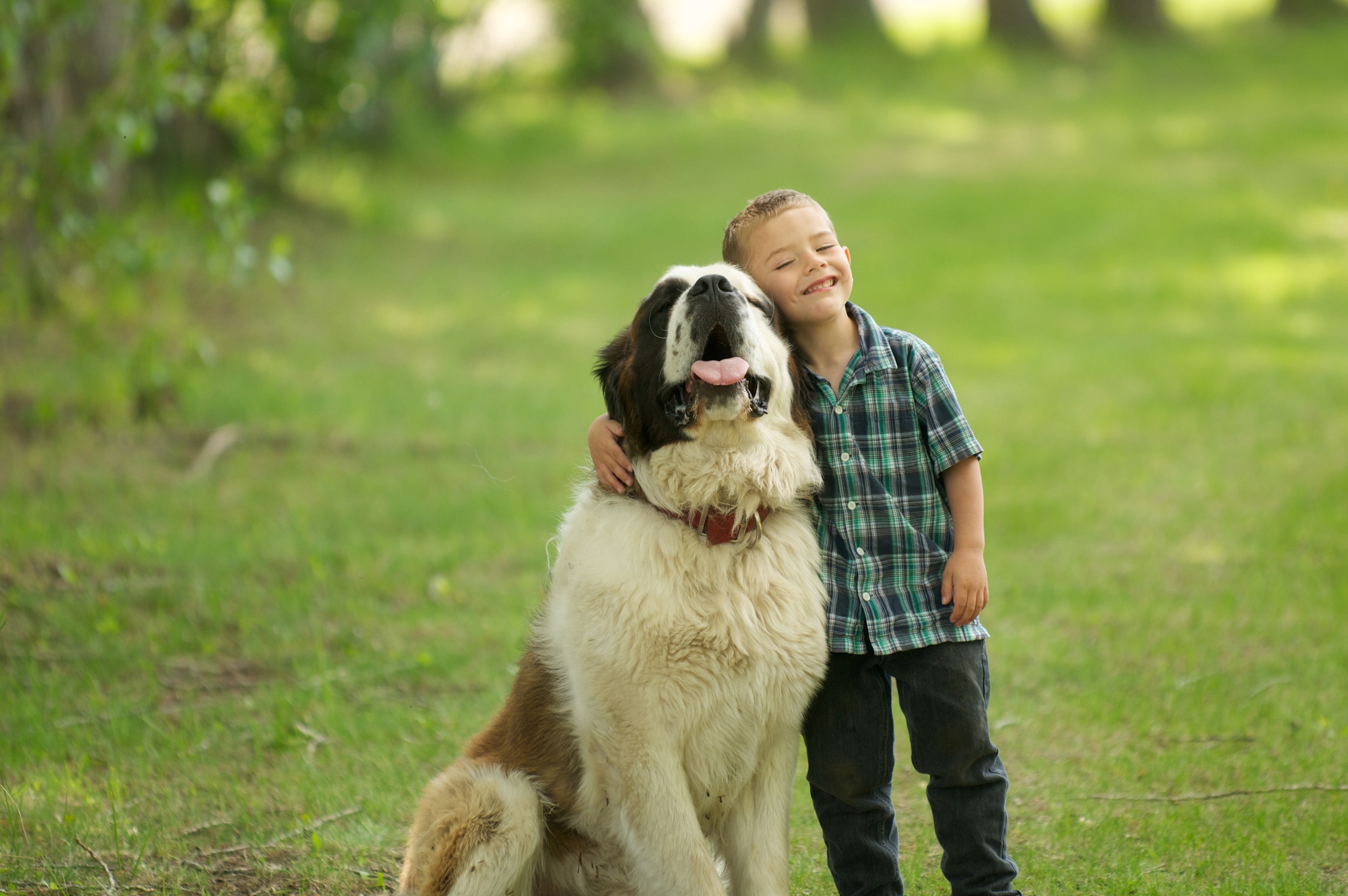 st. bernard