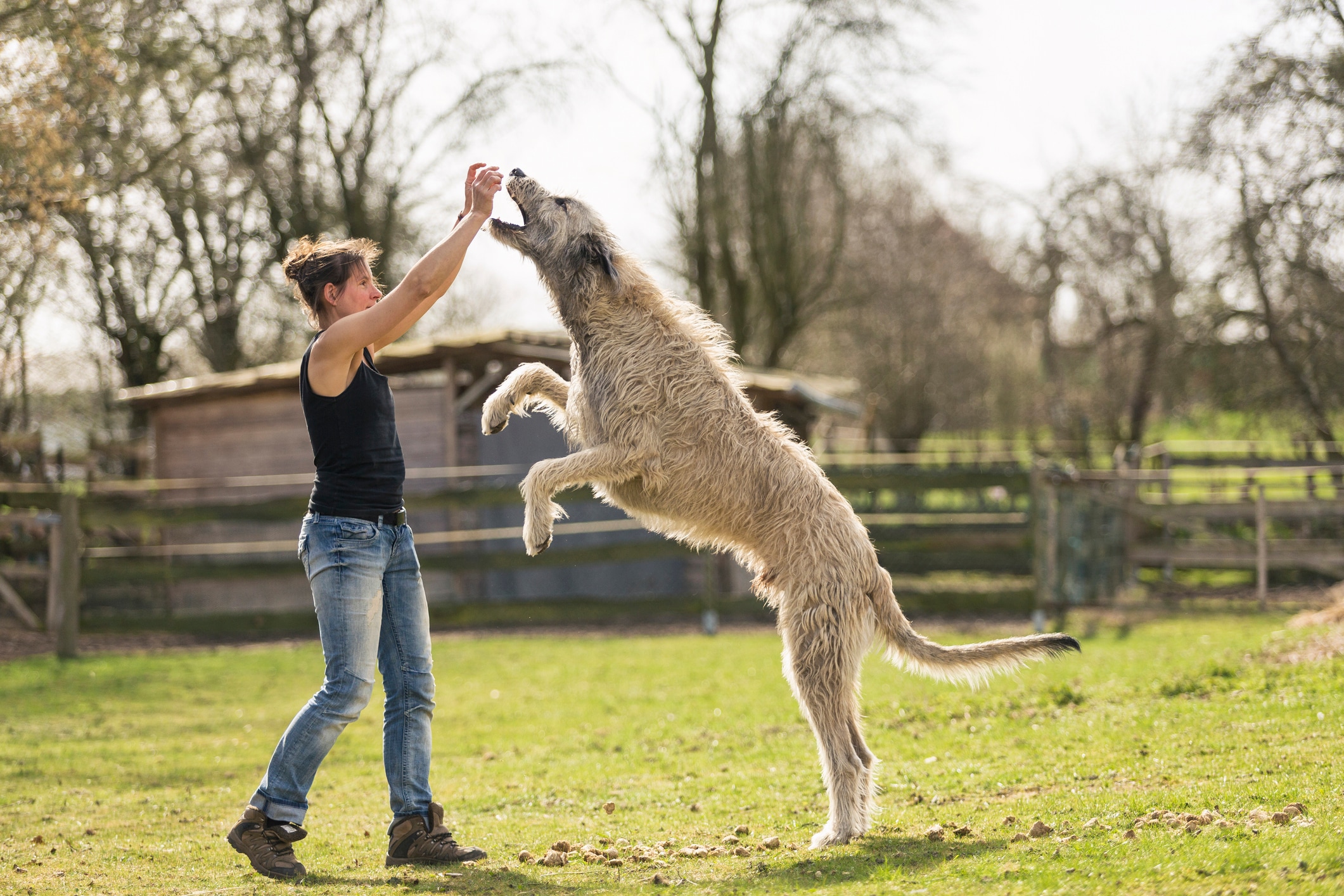 irish wolfhound