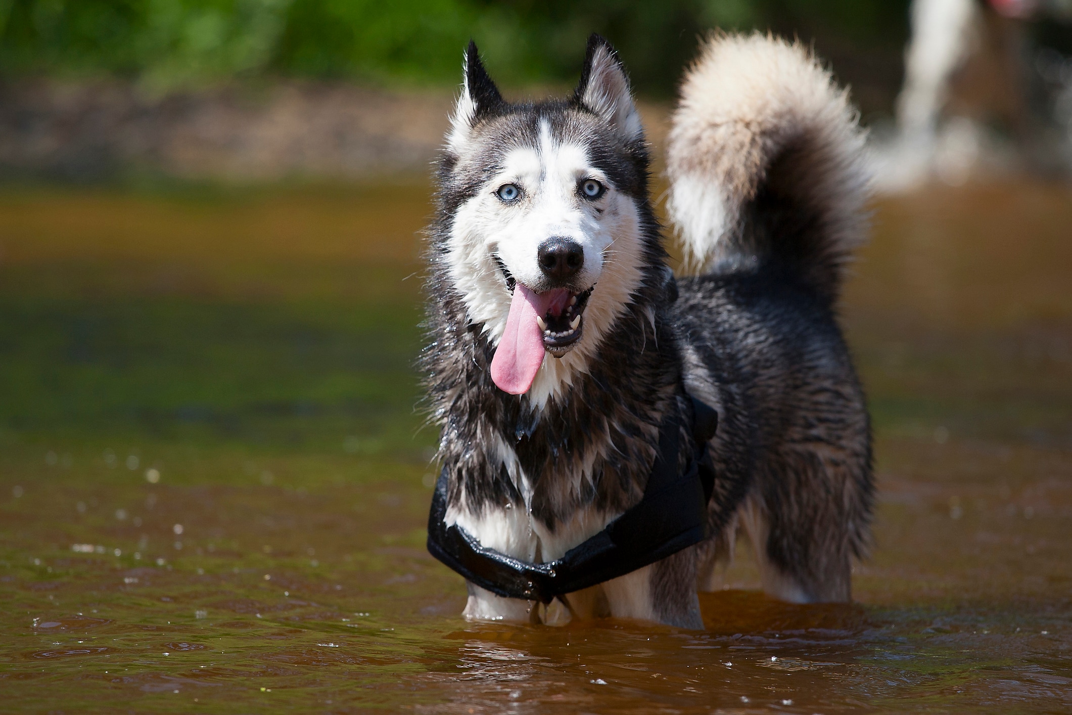 Siberian Husky