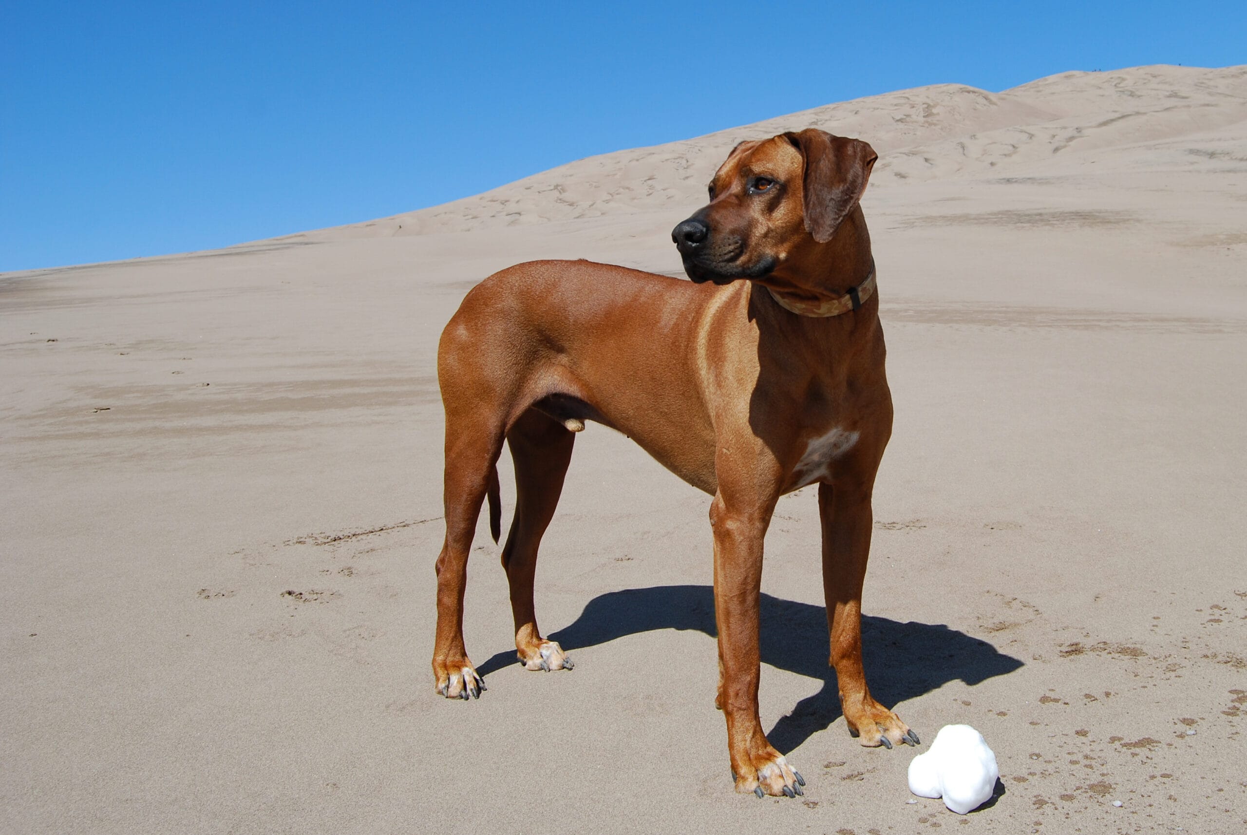 Rhodesian Ridgeback Dog 