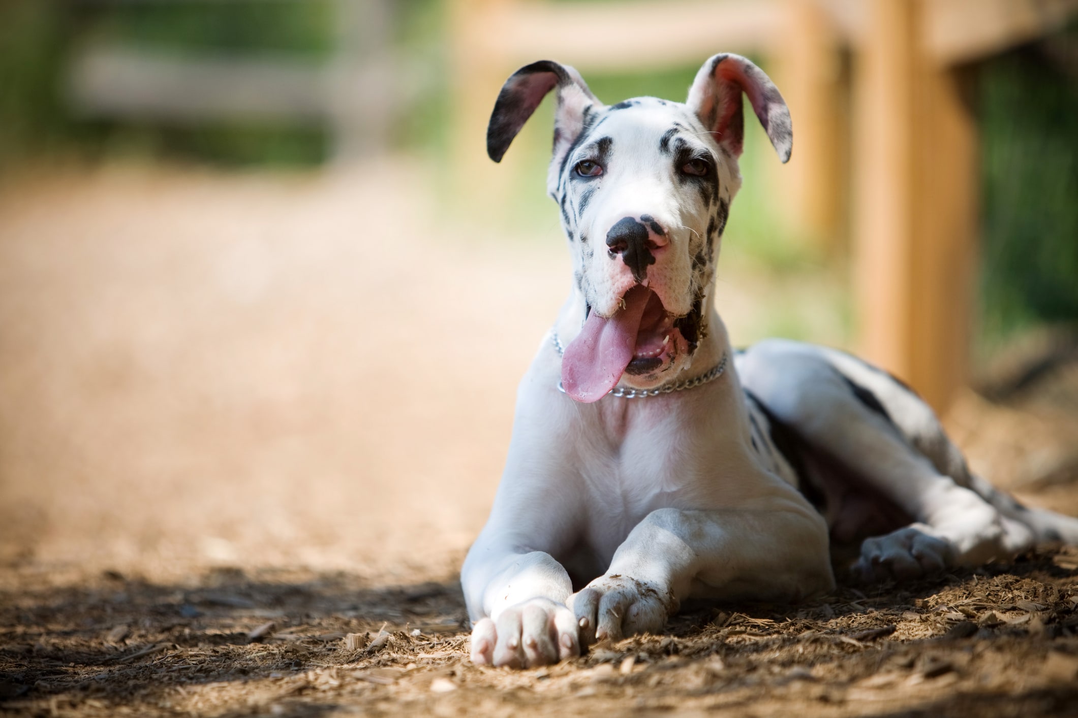 Great dane puppy