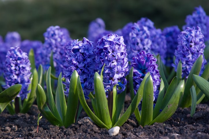Blue hyacinth is toxic to cats