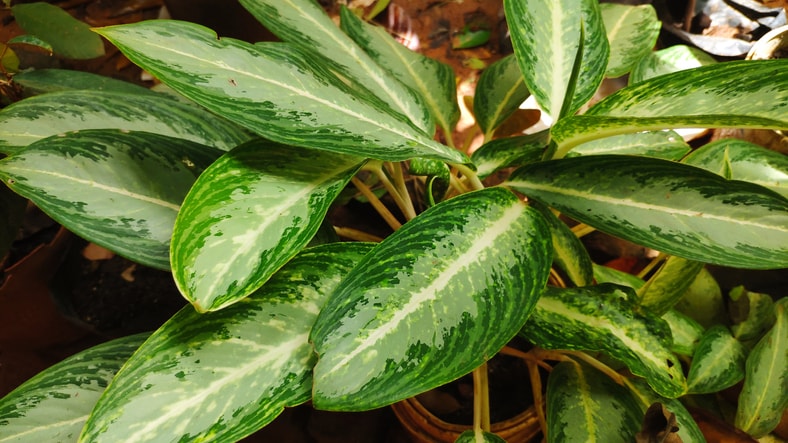 Chinese evergreen is poisonous to cats