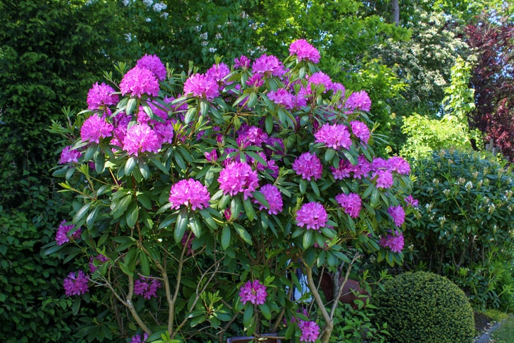 Rhododendron are poisonous to cats