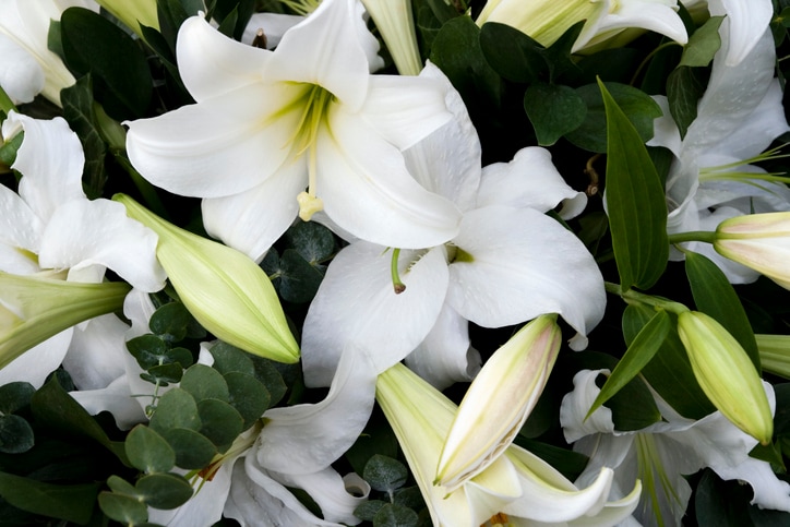 Lilies are poisonous to cats