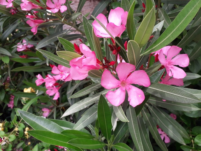 Oleander is poisonous to cats