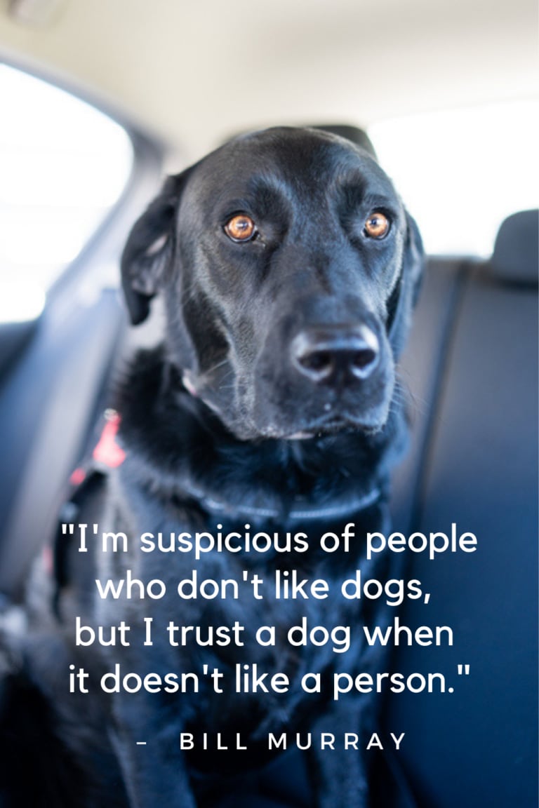 101 Best Dog Quotes - Celebrating Our Furry Friends with Words