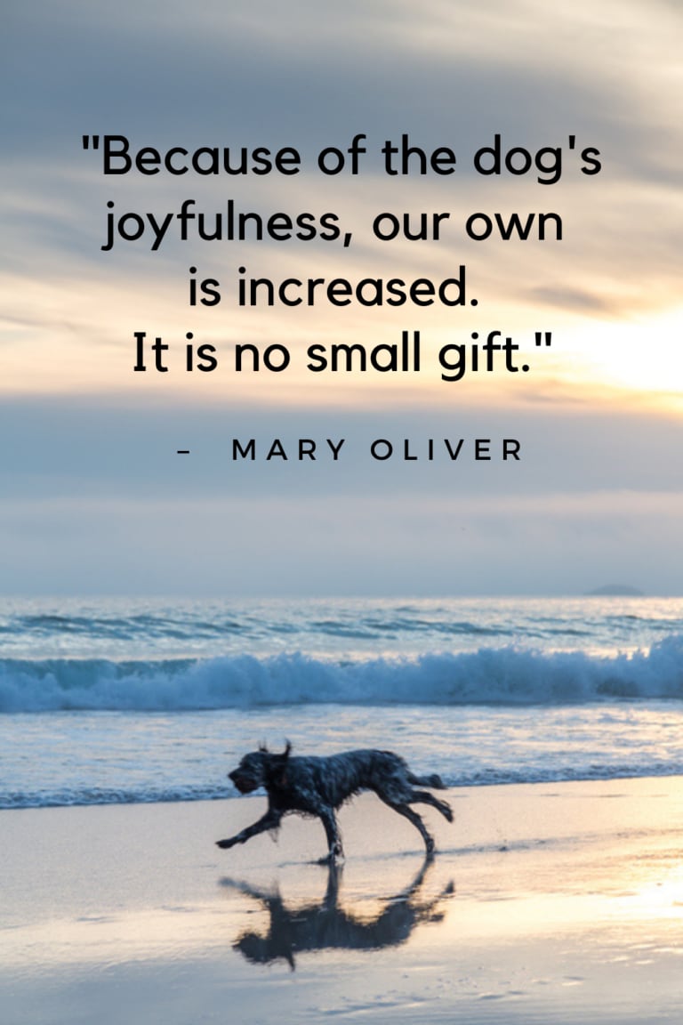 101 Best Dog Quotes - Celebrating Our Furry Friends With Words