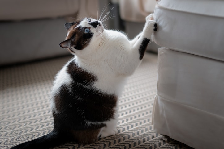 How to stop cats from scratching furniture, according to experts