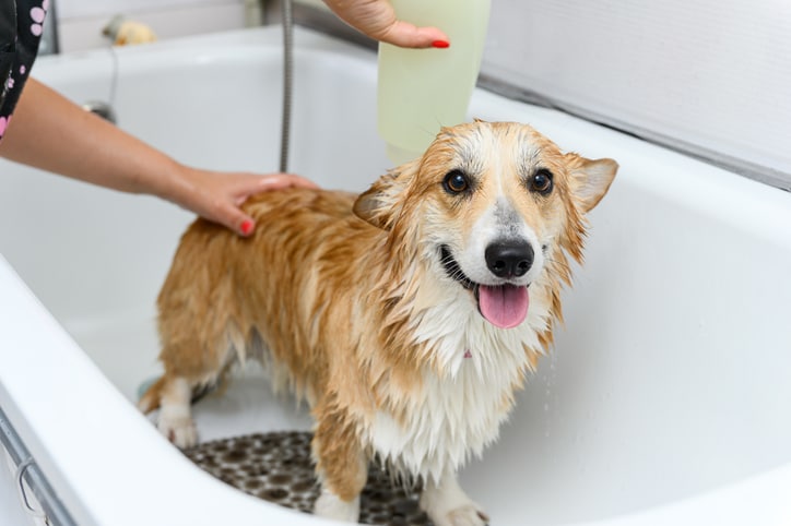 How to bathe a dog: Tips and tricks for easy grooming at home