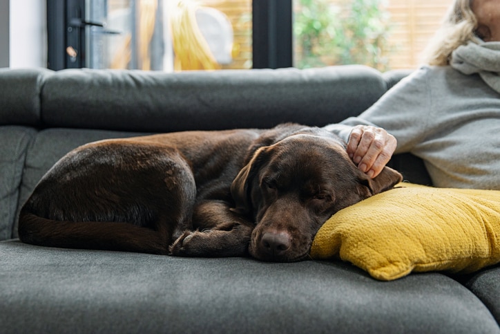 Best dogs for seniors — and how to find the perfect fit