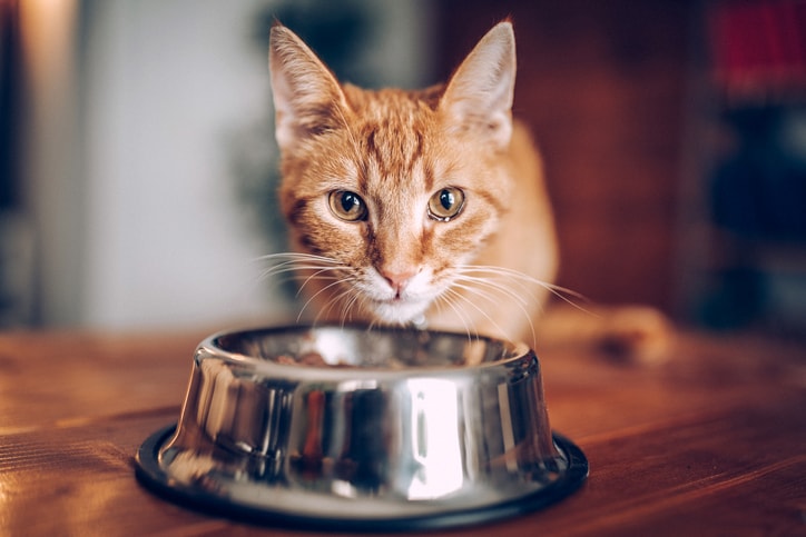 Whisker fatigue in cats: How it happens and what you can do to prevent it