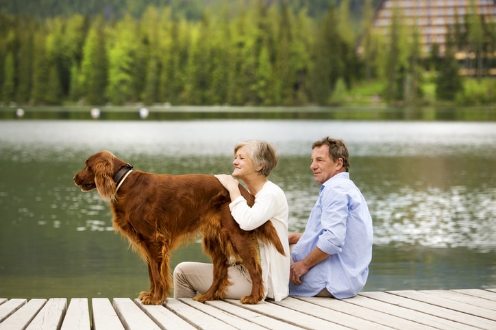 Best dogs for seniors — and how to find the perfect fit