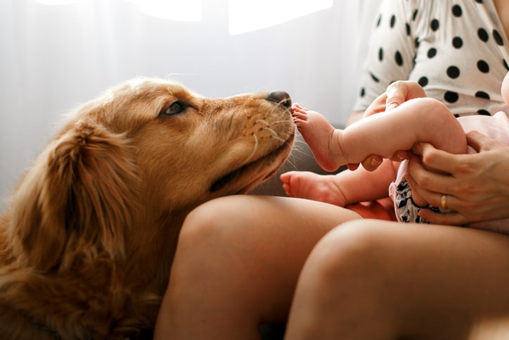 How to introduce a dog to your new baby — and what to do before they meet