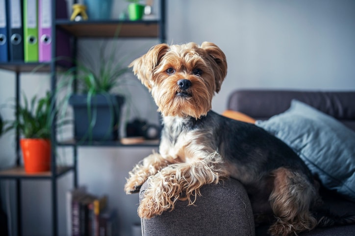 The best dogs for apartments, recommended by vets