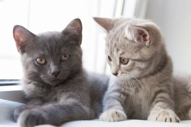 Do cats talk to each other? Experts translate your cat’s meows and more