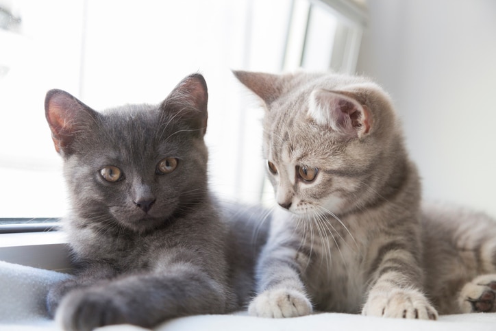 Do cats talk to each other? Experts translate your cat’s meows and more