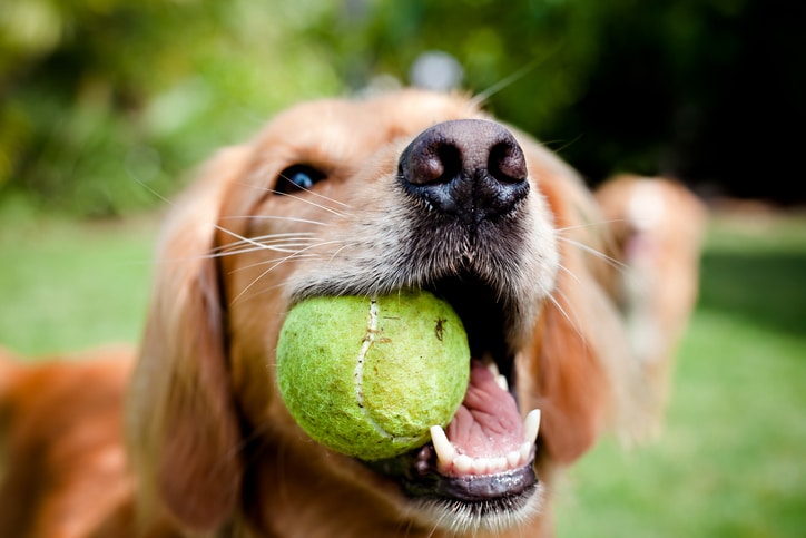 Why do dogs love tennis balls? Vets explain your pup’s obsession