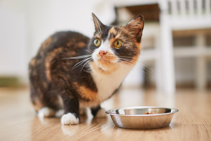 Stomatitis in cats: Vets explain why it happens and how to treat it