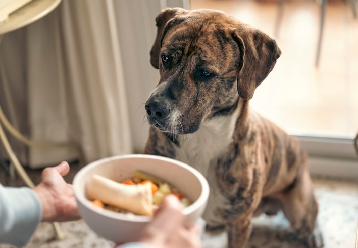 How to make homemade dog food, according to experts