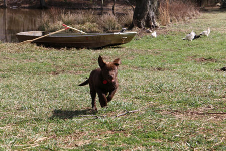 Farm Fun for Dogs Boarding